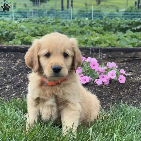 Prince, Golden Retriever Puppy