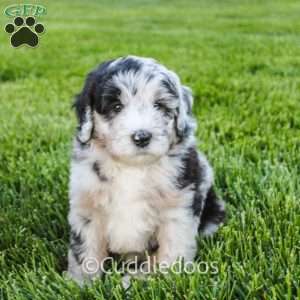 Zinnia, Mini Sheepadoodle Puppy