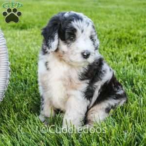 Zinnia, Mini Sheepadoodle Puppy