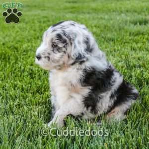 Zinnia, Mini Sheepadoodle Puppy