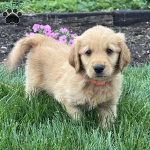 Prince, Golden Retriever Puppy
