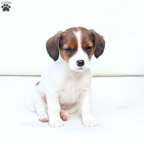 Charlie, Cavalier King Charles Mix Puppy