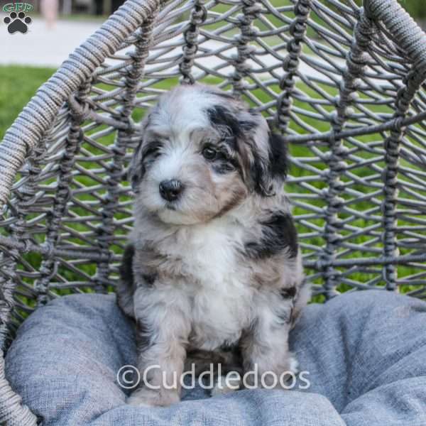 Rose, Mini Sheepadoodle Puppy