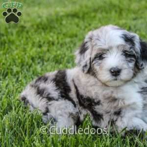 Rose, Mini Sheepadoodle Puppy