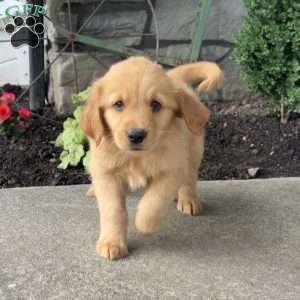 Prince, Golden Retriever Puppy