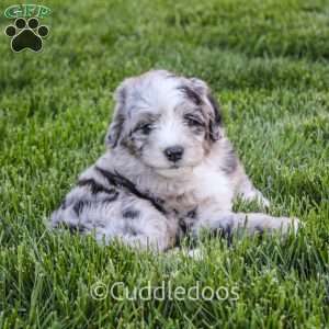 Rose, Mini Sheepadoodle Puppy