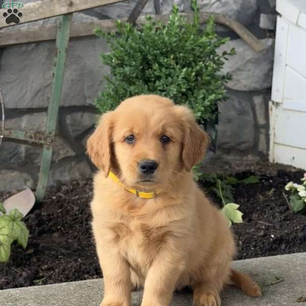 Pooch, Golden Retriever Puppy
