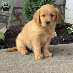 Pooch, Golden Retriever Puppy