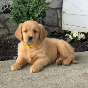 Pooch, Golden Retriever Puppy