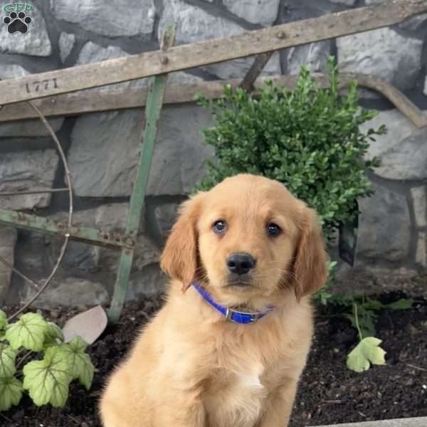Pluto, Golden Retriever Puppy