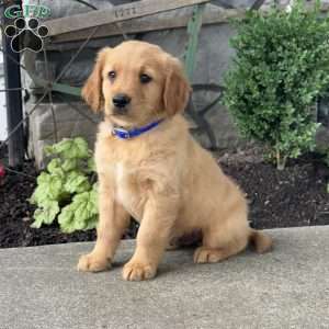 Pluto, Golden Retriever Puppy