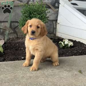 Pluto, Golden Retriever Puppy