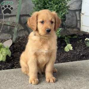 Peanut, Golden Retriever Puppy
