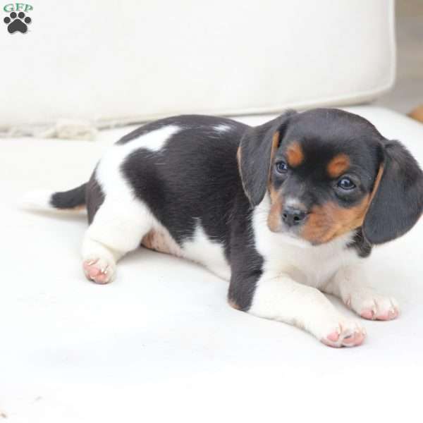 Willow, Cavalier King Charles Mix Puppy
