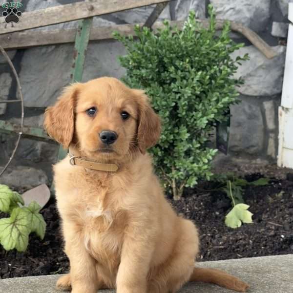 Peanut, Golden Retriever Puppy