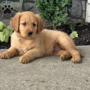 Peanut, Golden Retriever Puppy