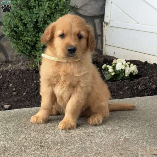 Pickles, Golden Retriever Puppy