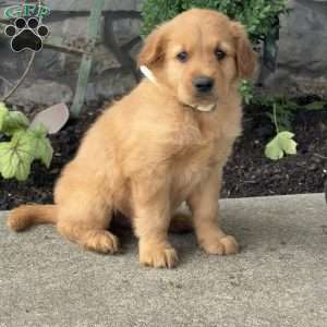 Pickles, Golden Retriever Puppy
