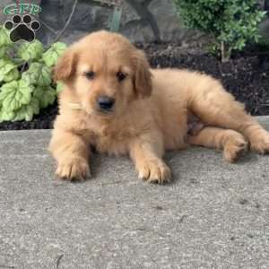 Pickles, Golden Retriever Puppy