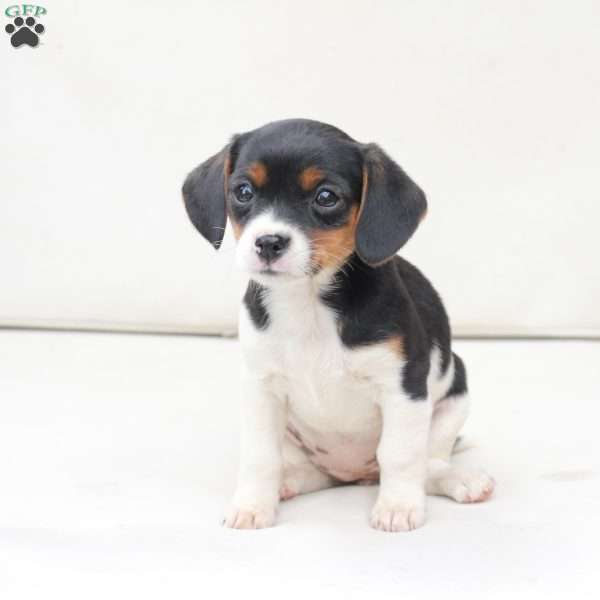 Daisy, Cavalier King Charles Mix Puppy