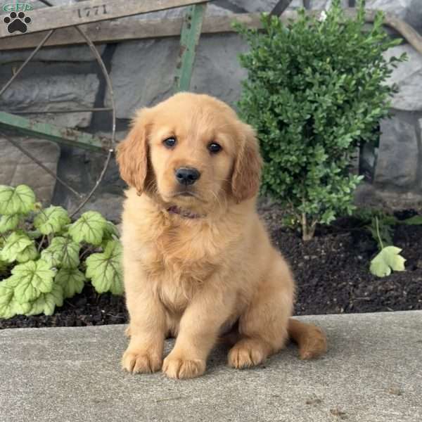 Porkchop, Golden Retriever Puppy