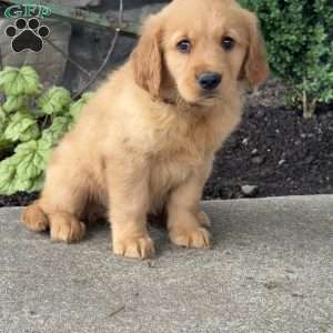 Porkchop, Golden Retriever Puppy