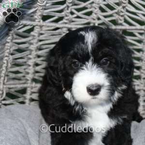 Lily, Mini Sheepadoodle Puppy