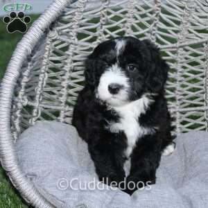Lily, Mini Sheepadoodle Puppy