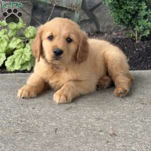 Porkchop, Golden Retriever Puppy