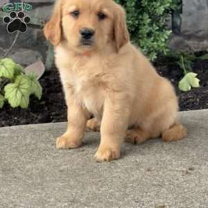 Pinkie, Golden Retriever Puppy