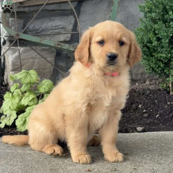 Pinkie, Golden Retriever Puppy