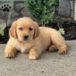 Pinkie, Golden Retriever Puppy