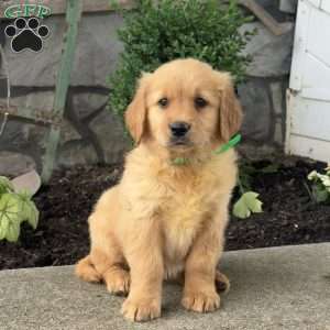 Pixie, Golden Retriever Puppy