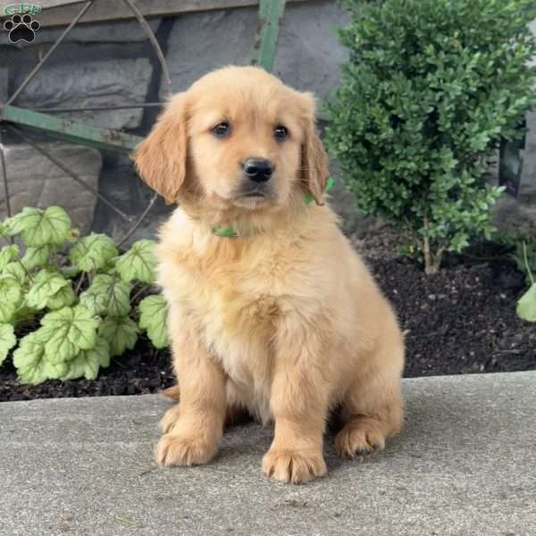 Pixie, Golden Retriever Puppy