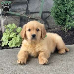 Pixie, Golden Retriever Puppy