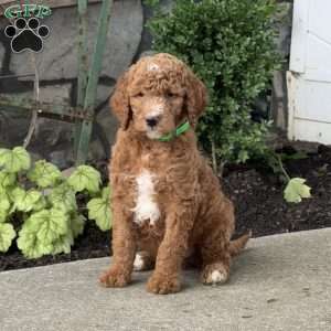 Homer, Goldendoodle Puppy