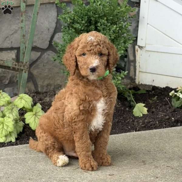 Homer, Goldendoodle Puppy