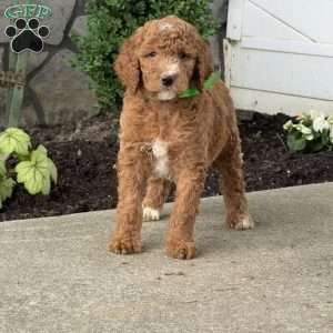 Homer, Goldendoodle Puppy