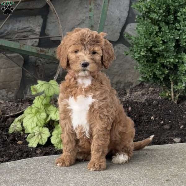 Hazel, Goldendoodle Puppy