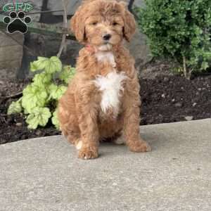 Hazel, Goldendoodle Puppy