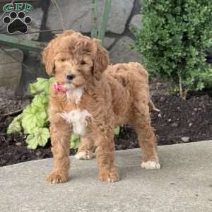 Hazel, Goldendoodle Puppy