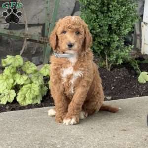 Hunter, Goldendoodle Puppy