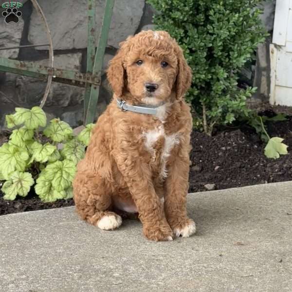 Hunter, Goldendoodle Puppy