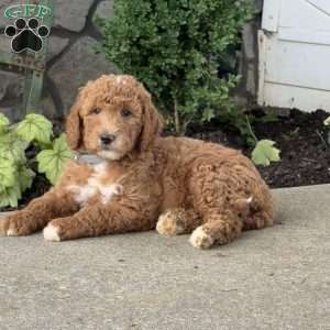 Hunter, Goldendoodle Puppy