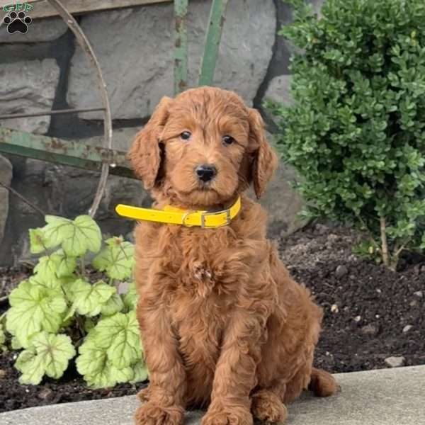 Hogan, Goldendoodle Puppy