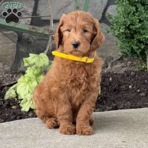Hogan, Goldendoodle Puppy
