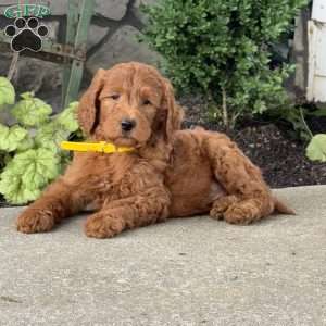 Hogan, Goldendoodle Puppy
