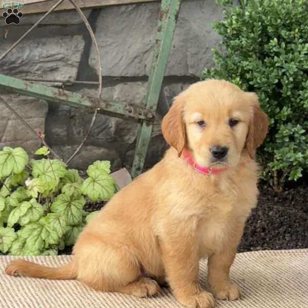 Elsa, Golden Retriever Puppy