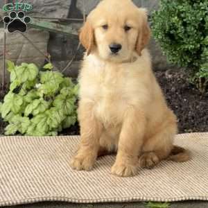 Eddie, Golden Retriever Puppy