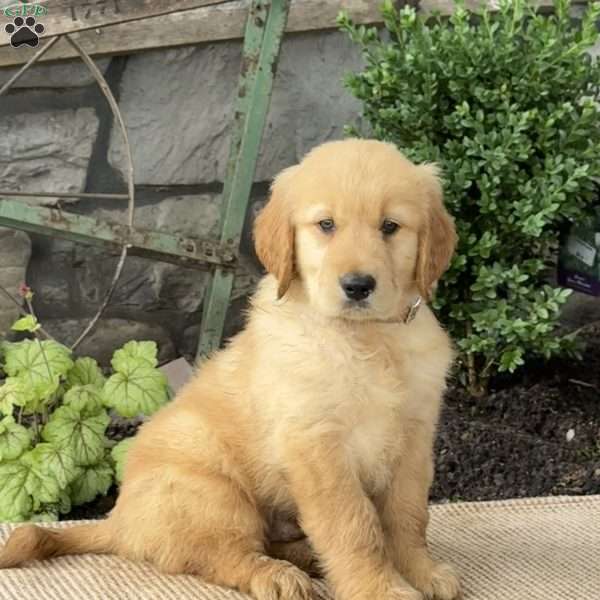 Eddie, Golden Retriever Puppy